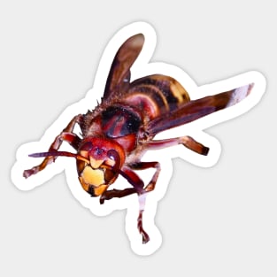 Hornet / Swiss Artwork Photography Sticker